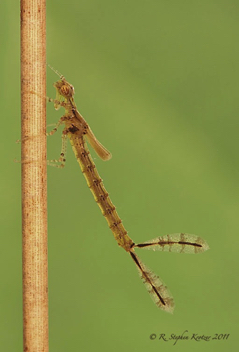 Enallagma dubium, nymph